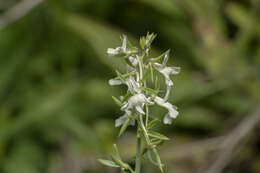 Image de Linaria chalepensis (L.) Mill.