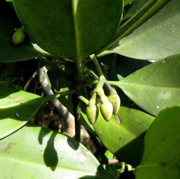 Image of Mangrove