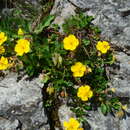 Sivun Helianthemum nummularium subsp. glabrum (Koch) C. Raynaud kuva