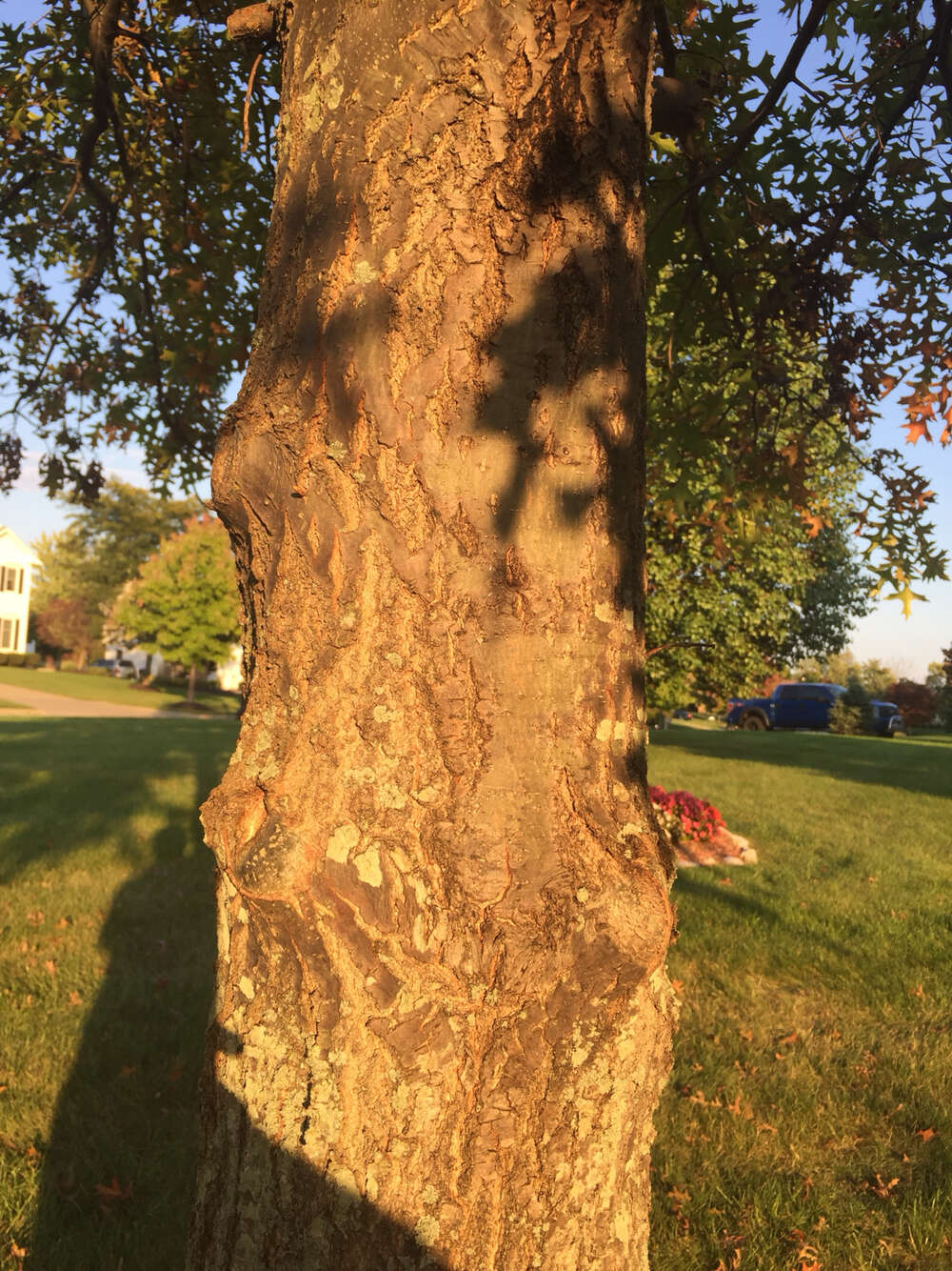 Image of Pin Oak