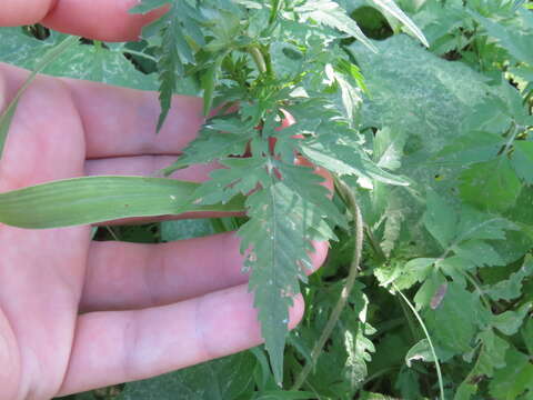 Bidens leptocephala Sherff的圖片