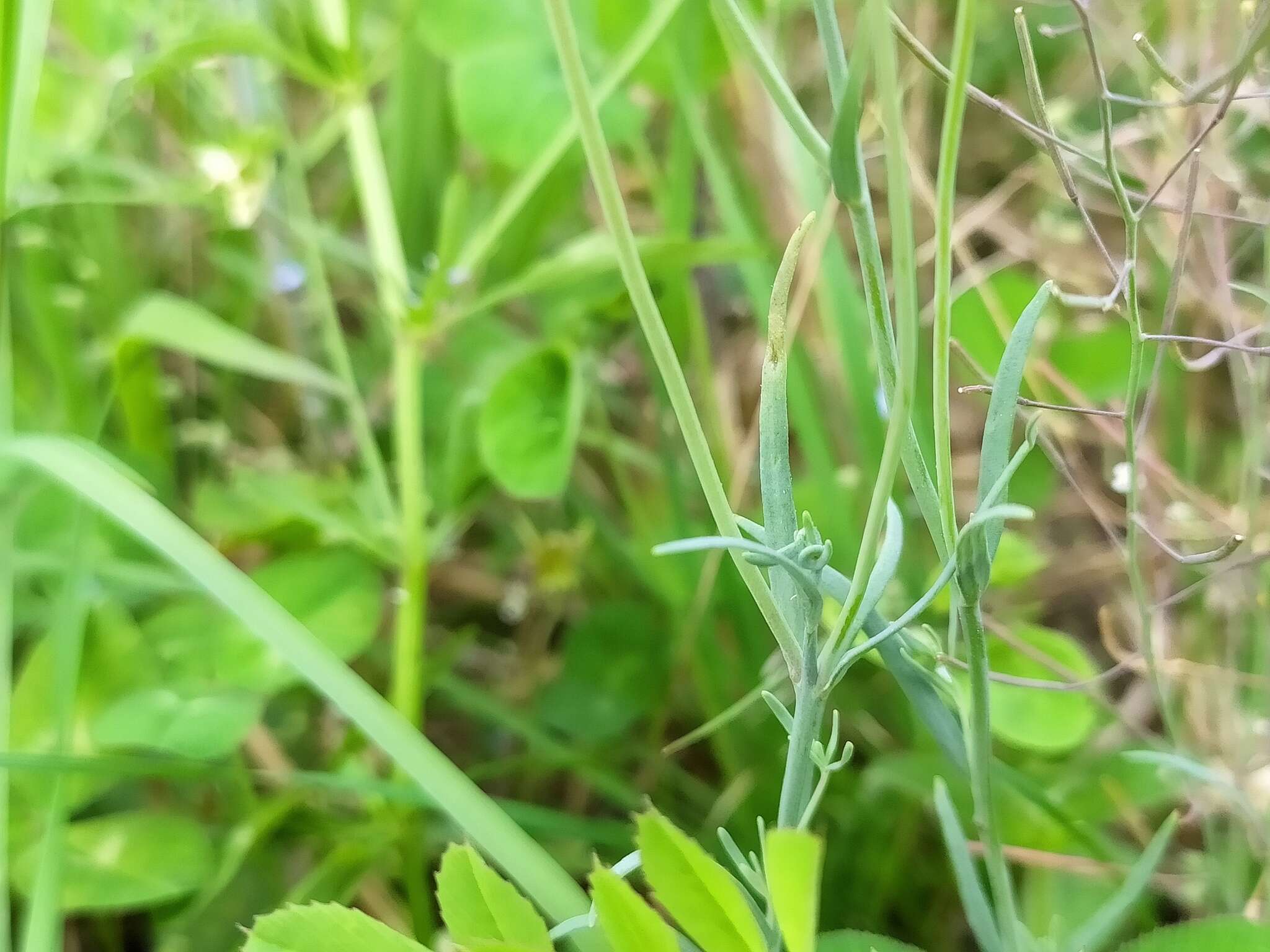 Linaria arvensis (L.) Desf.的圖片