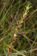 Image of Margyricarpus pinnatus (Lam.) Kuntze