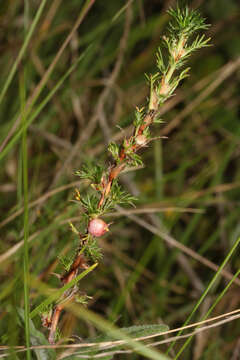 Image de Margyricarpus pinnatus (Lam.) Kuntze