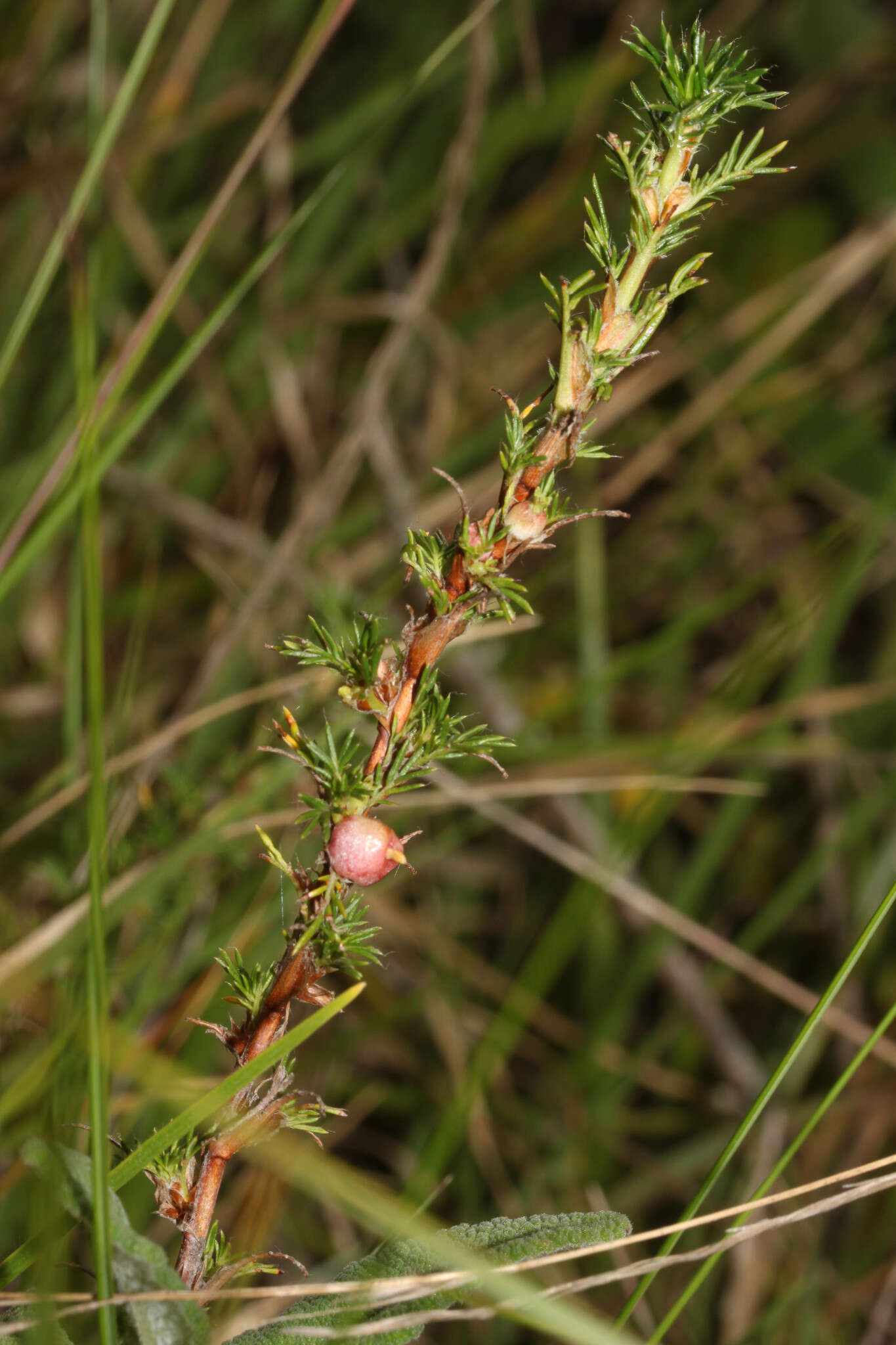 صورة Margyricarpus pinnatus (Lam.) Kuntze