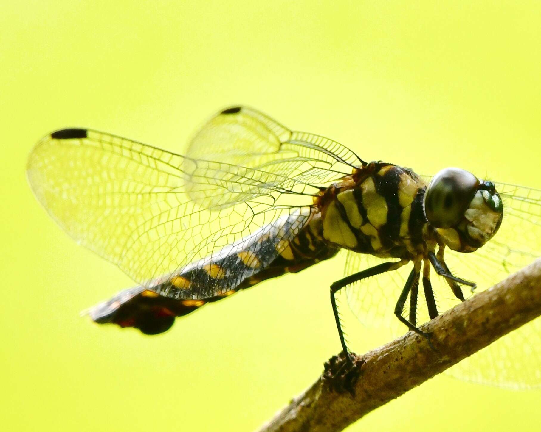 Image of Lyriothemis elegantissima Selys 1883