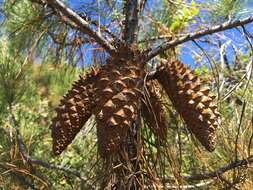 Imagem de Pinus attenuata Lemmon