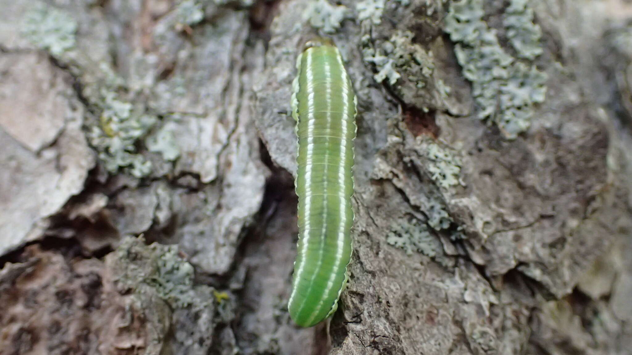 Plancia ëd Gilpinia hercyniae (Hartig)