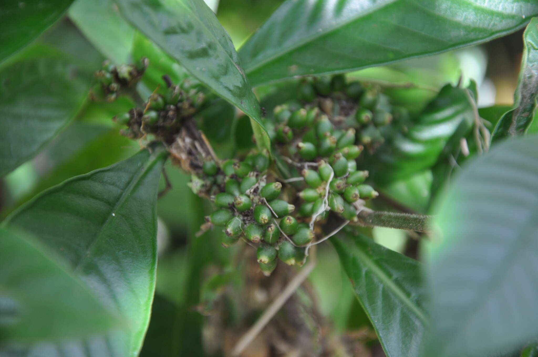 Psychotria psychotriifolia (Seem.) Standl. resmi