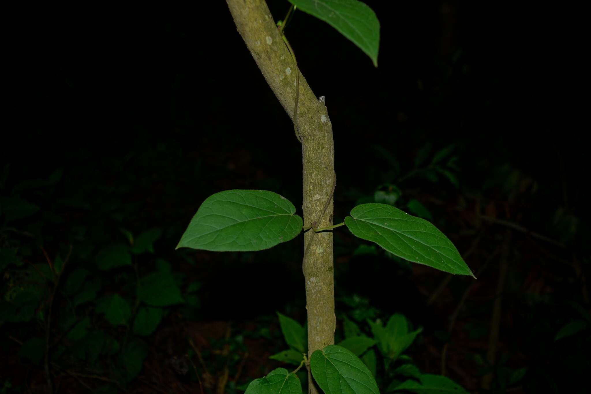 Image of Matelea araneosa (J. D. Sm.) R. E. Woodson