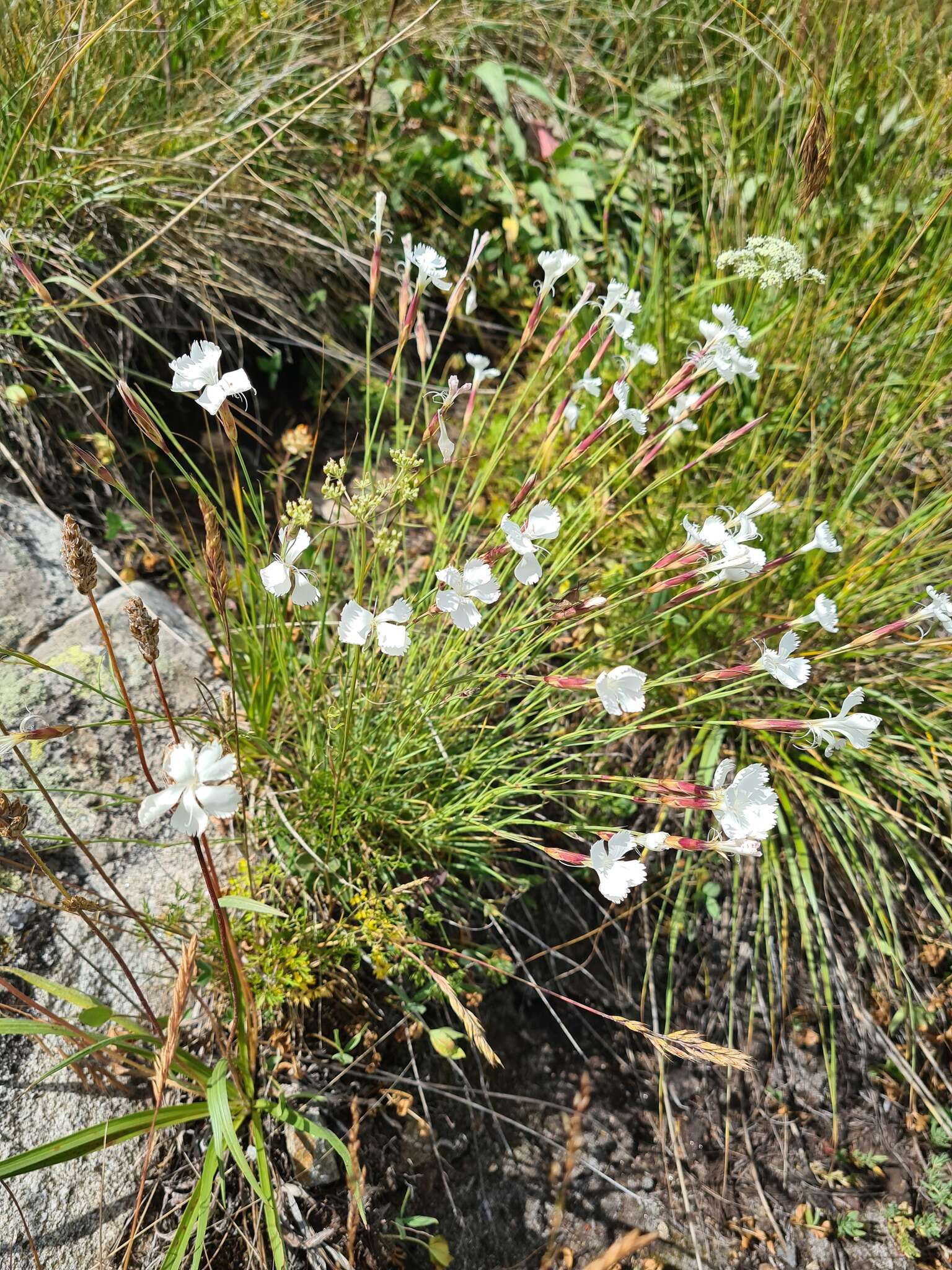 Слика од Dianthus cretaceus Adams