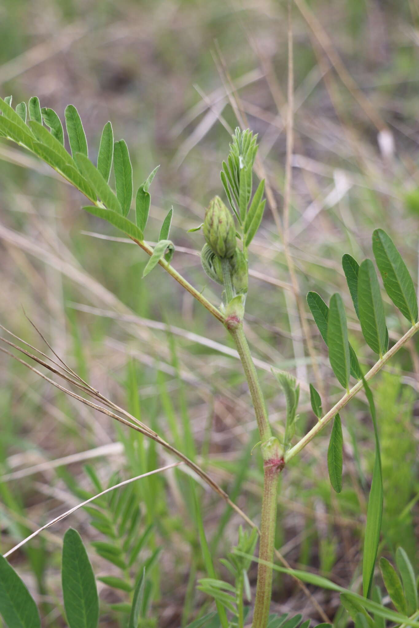 Plancia ëd Astragalus uliginosus L.