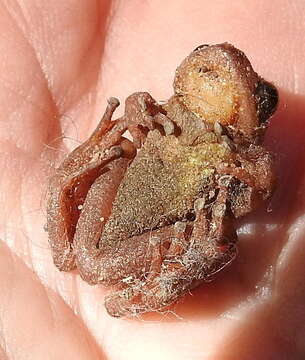 Image of Knysna Banana Frog