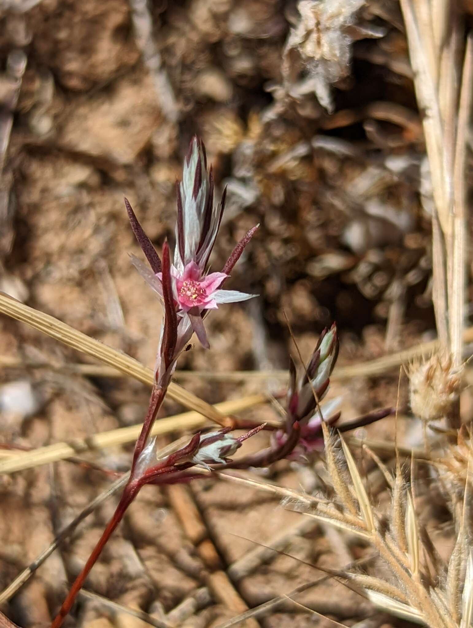 Image of Bidwell's knotweed