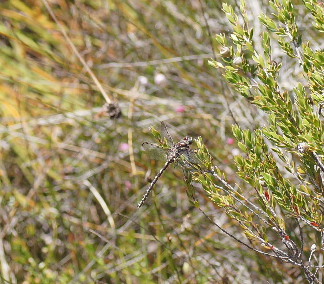 Image of Archipetalia auriculata Tillyard 1917