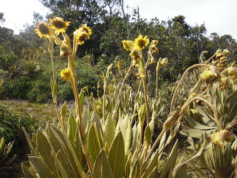 Image de Espeletia occidentalis A. C. Smith