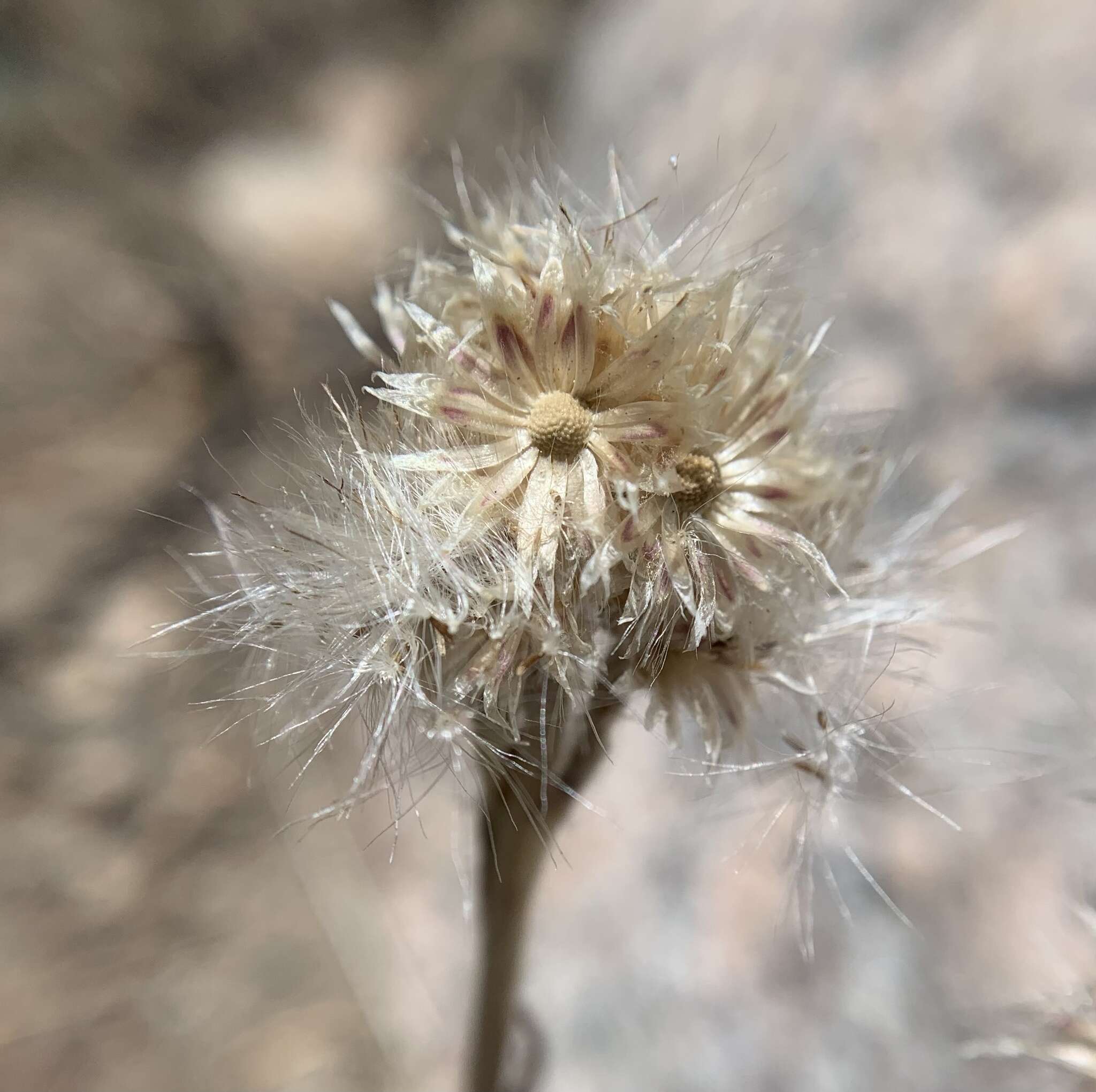 Imagem de Antennaria marginata Greene