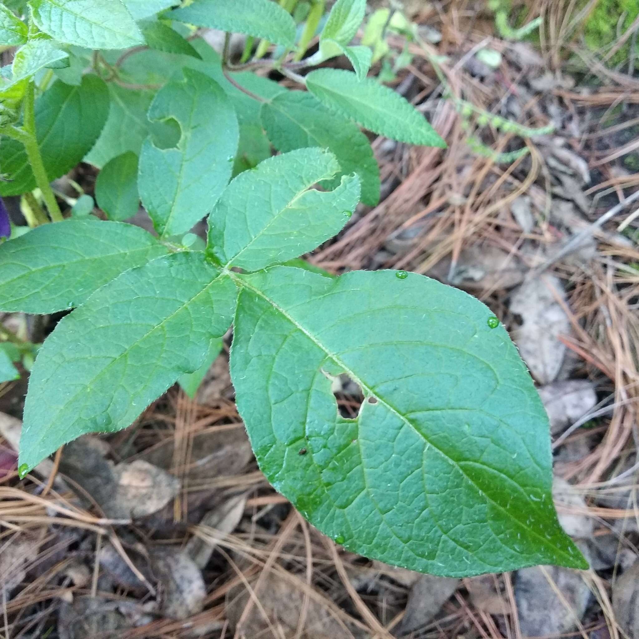 Solanum demissum Lindl.的圖片