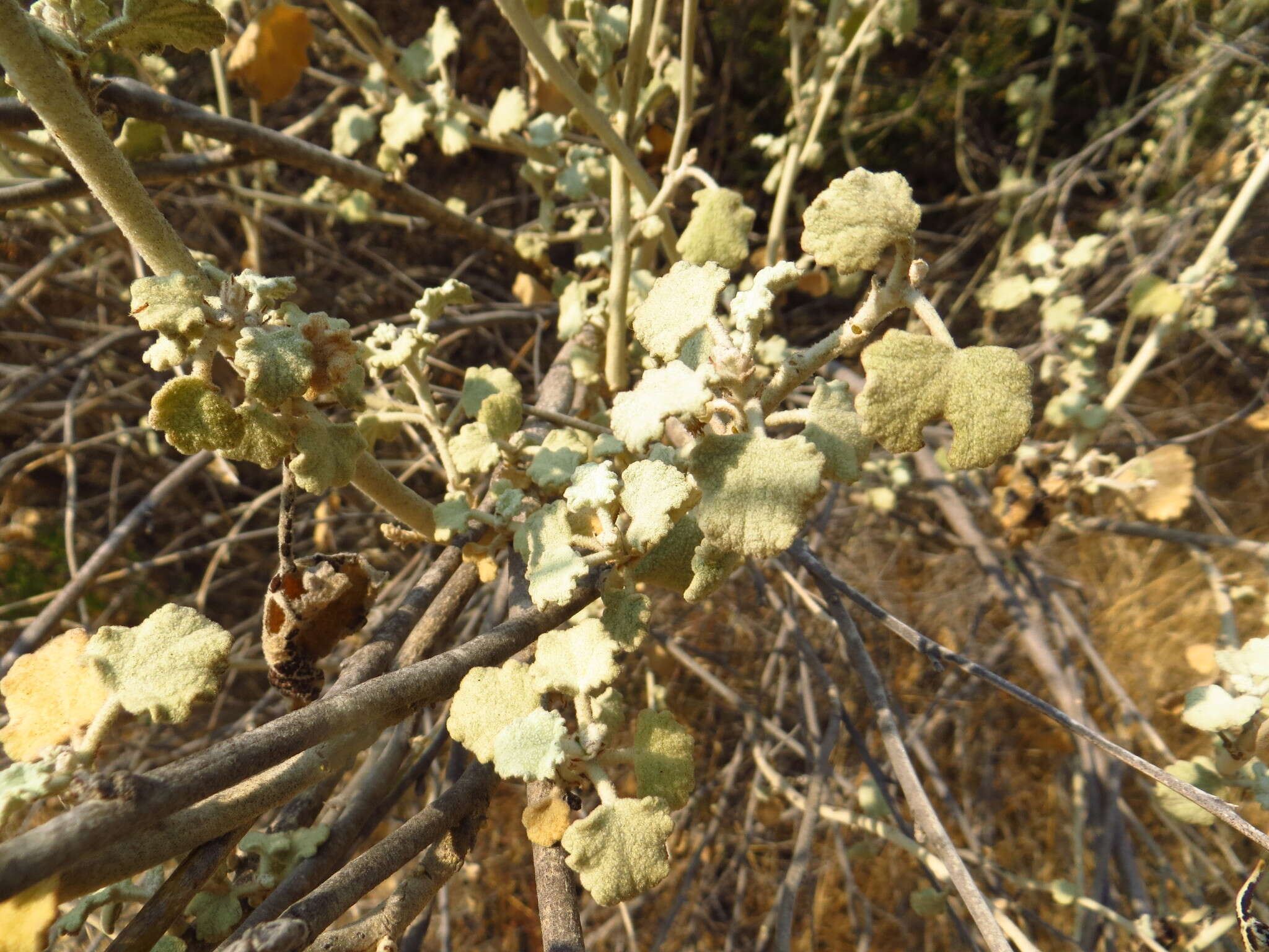 Image of slender bushmallow