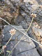 Слика од Helichrysum glumaceum DC.