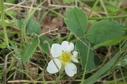 Image of Virginia strawberry