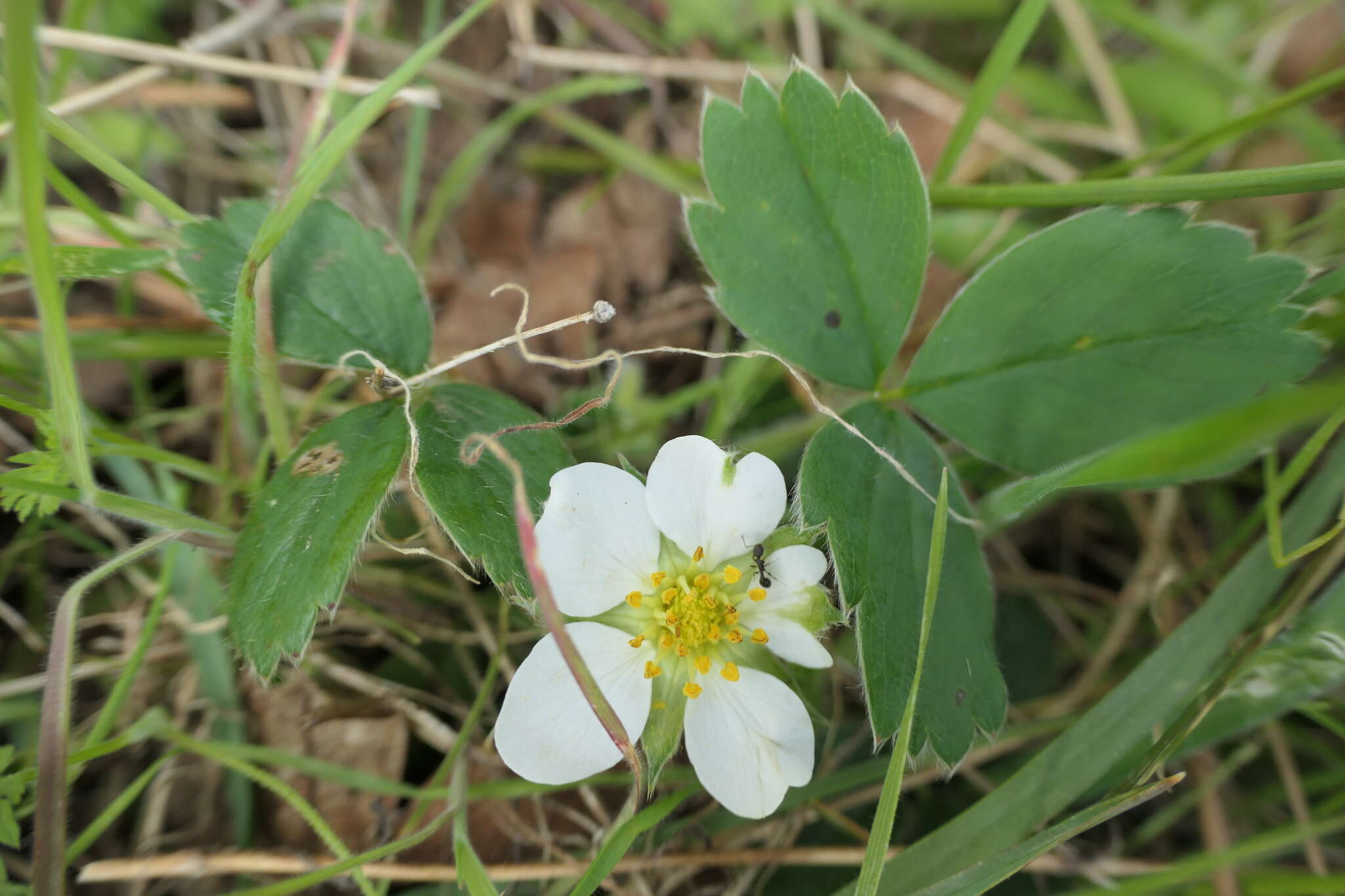 Image of Virginia strawberry