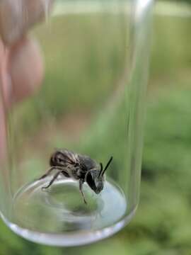 Image of Colletes willistoni Robertson 1891