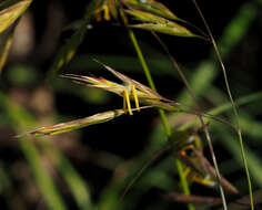 Imagem de Bromus syriacus Boiss. & Blanche