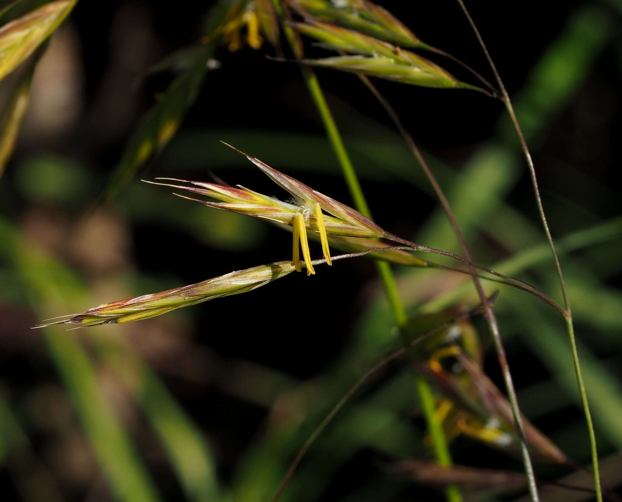 Imagem de Bromus syriacus Boiss. & Blanche