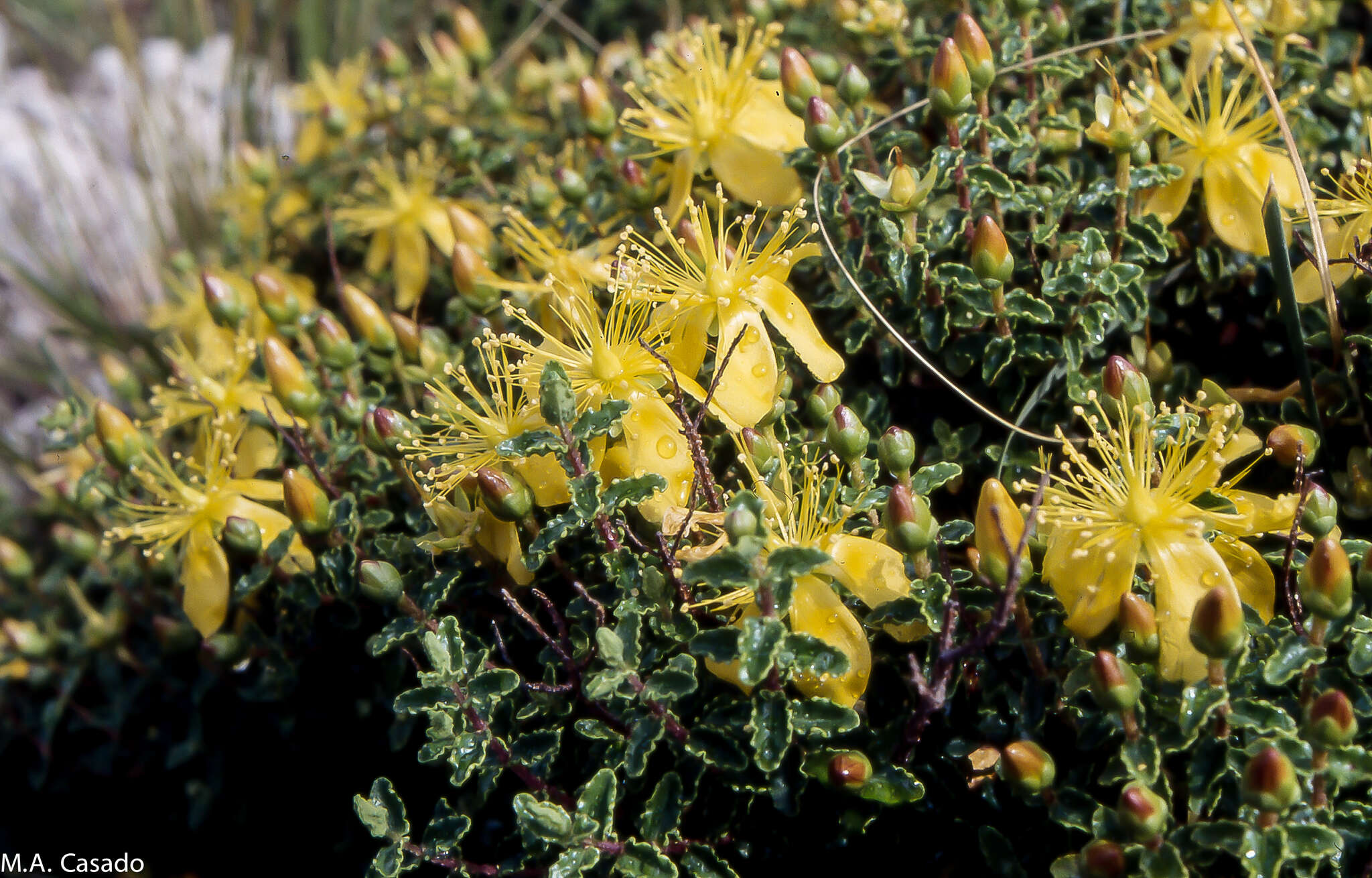 Image of Hypericum balearicum L.