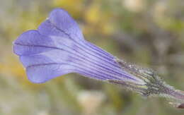 Image of Lobelia linearis Thunb.