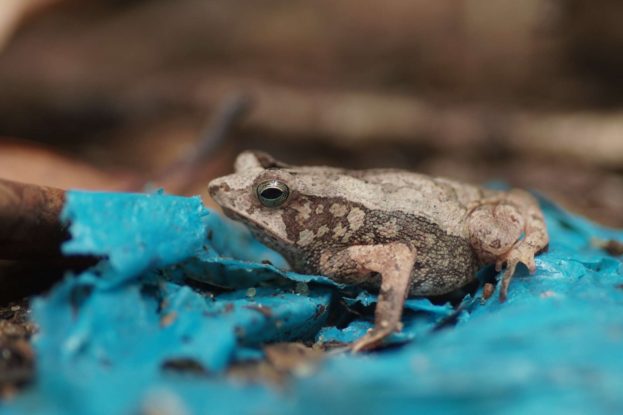 Image of Rhinella castaneotica (Caldwell 1991)