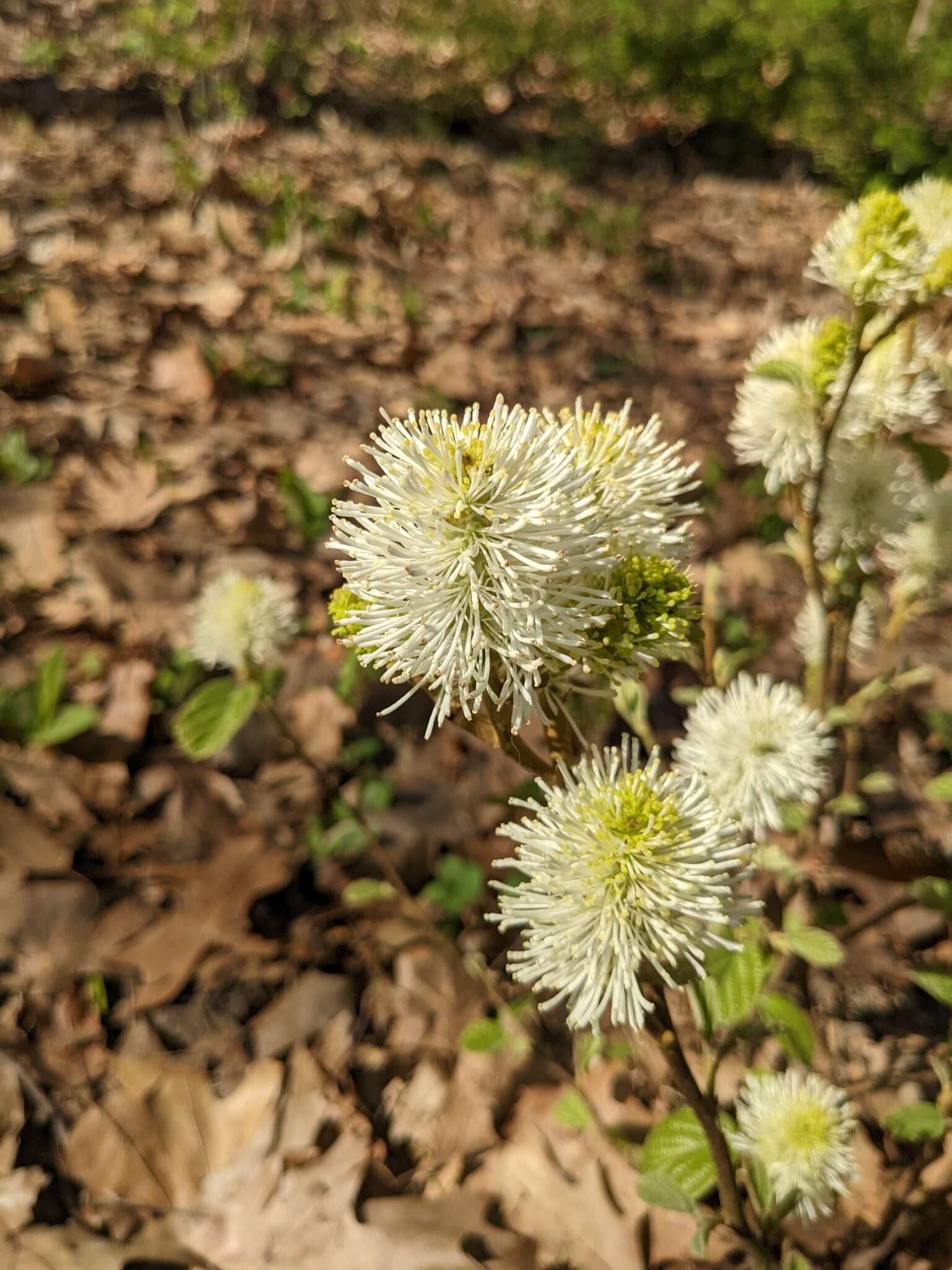 Imagem de Fothergilla gardenii Murr.