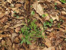 Image of Arkansas meadow-rue