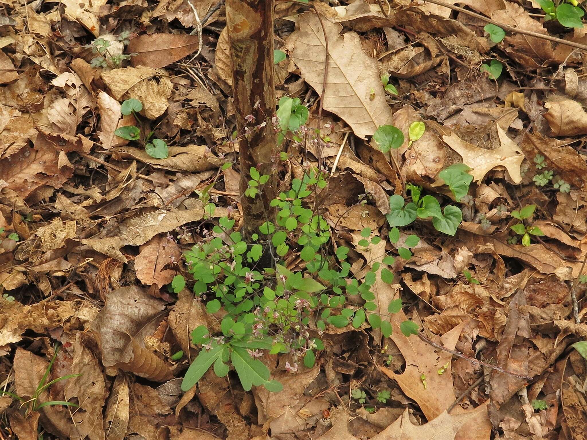 Image of Arkansas meadow-rue