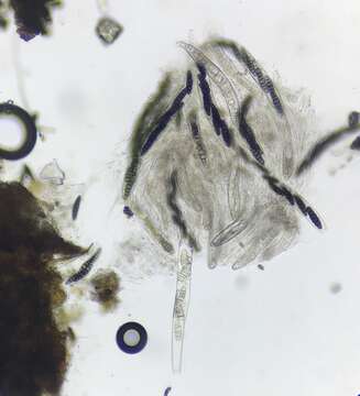 Image of Sporormiella hexamera S. I. Ahmed, Masood & Anwar 1985