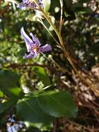 Image of Conanthera bifolia Ruiz & Pav.