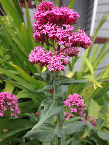 Image of Red Valerian