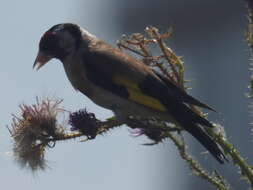 Carduelis carduelis carduelis (Linnaeus 1758)的圖片