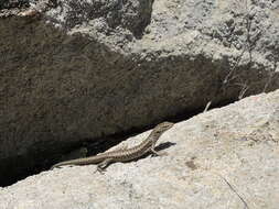 Image of Spotted Skink