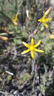 Слика од Bloomeria crocea var. aurea (Kellogg) Ingram