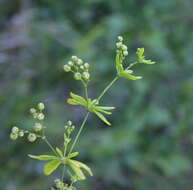 Imagem de Pharnaceum thunbergii Adamson