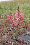 Слика од Gladiolus elliotii Baker