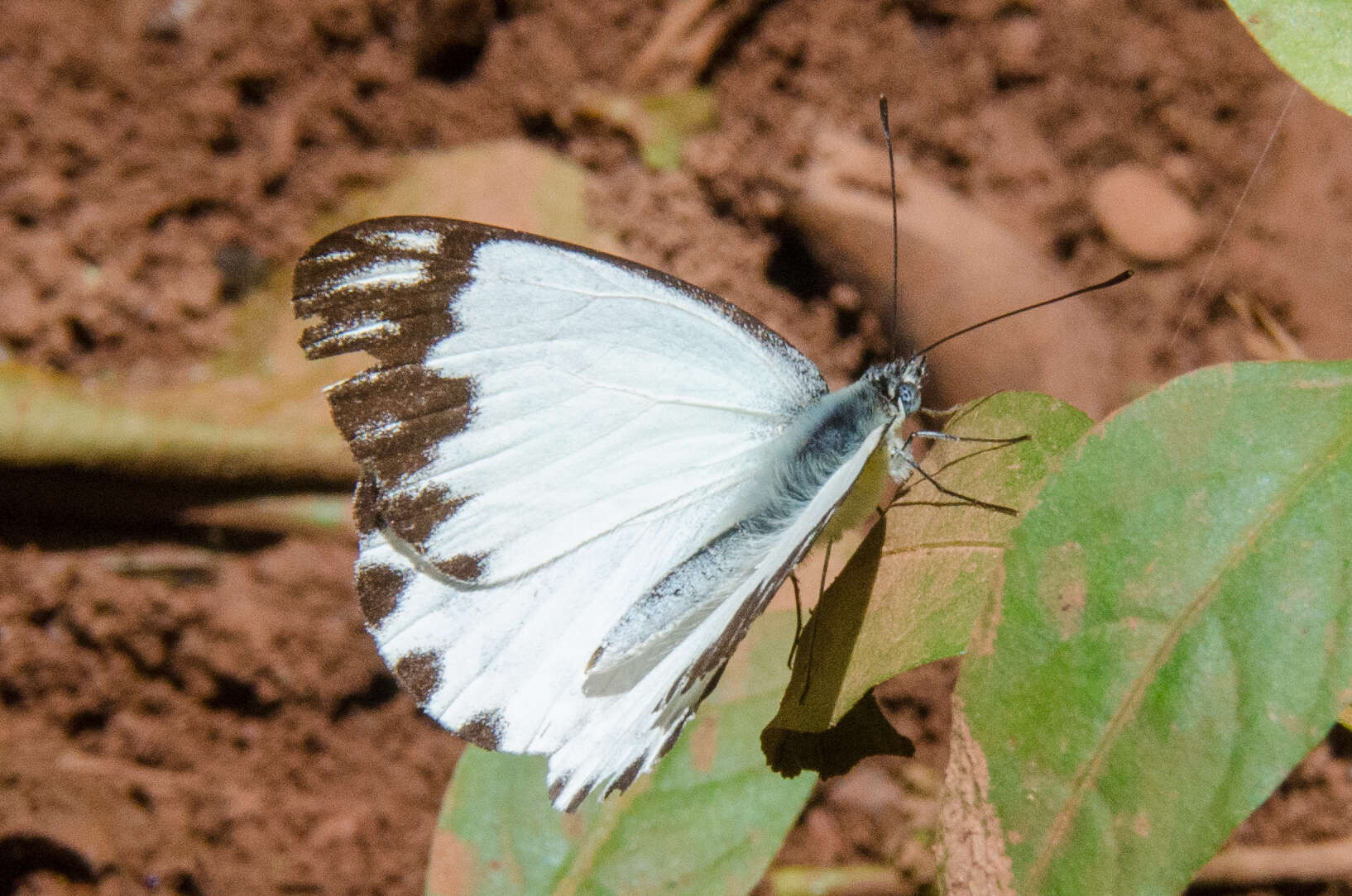 Image of Belenois theora (Doubleday 1846)