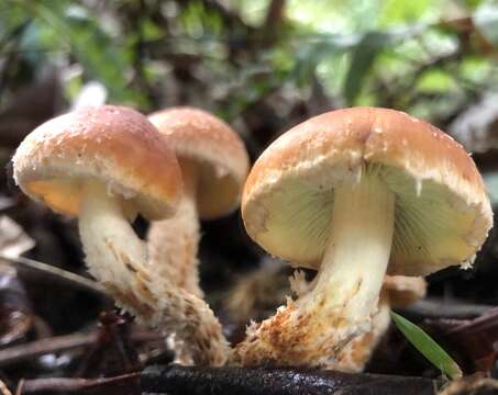 Image of Hypholoma australianum Redhead 2014