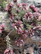 Image de Teucrium buxifolium Schreb.