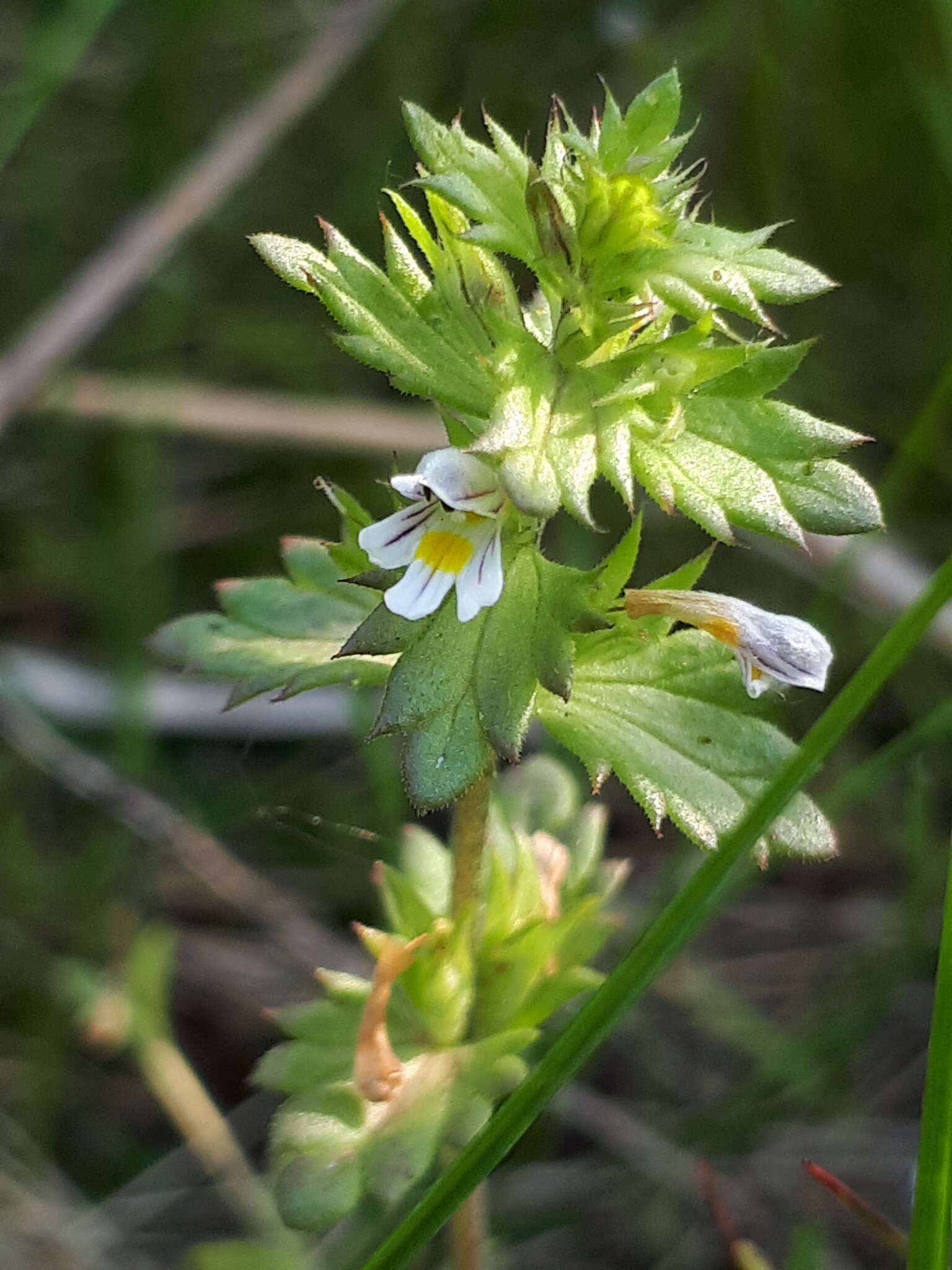 Image of Euphrasia hyperborea Joerg.