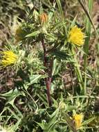 Image of Berkheya pinnatifida (Thunb.) Thell.