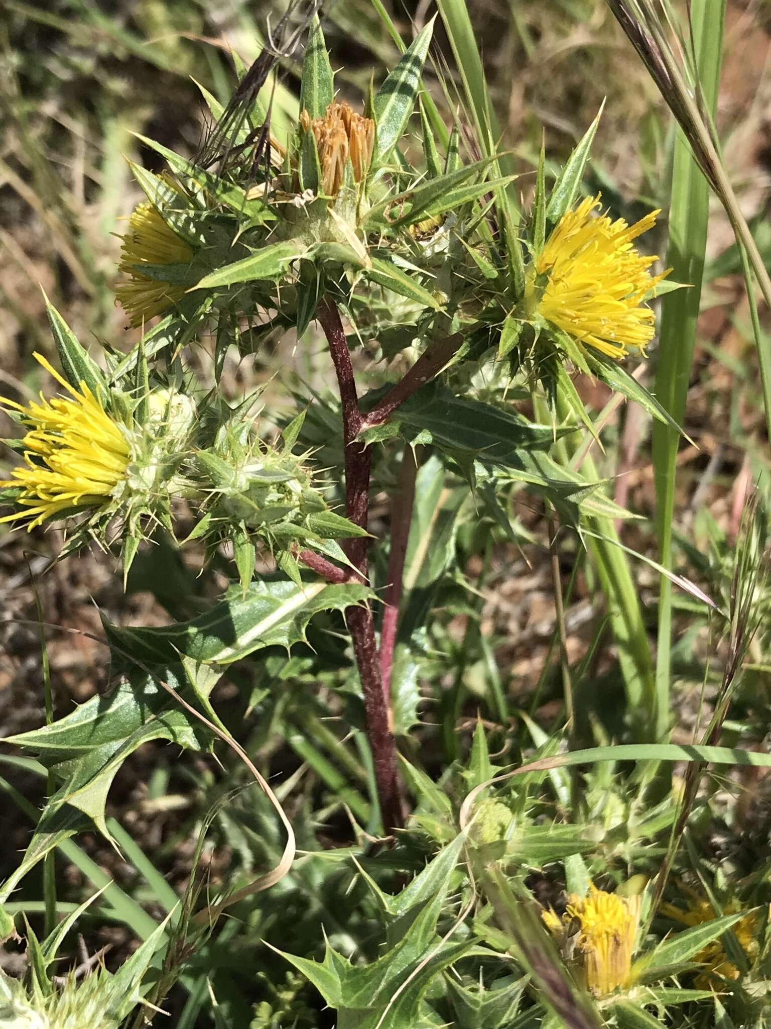 Image of Berkheya pinnatifida (Thunb.) Thell.