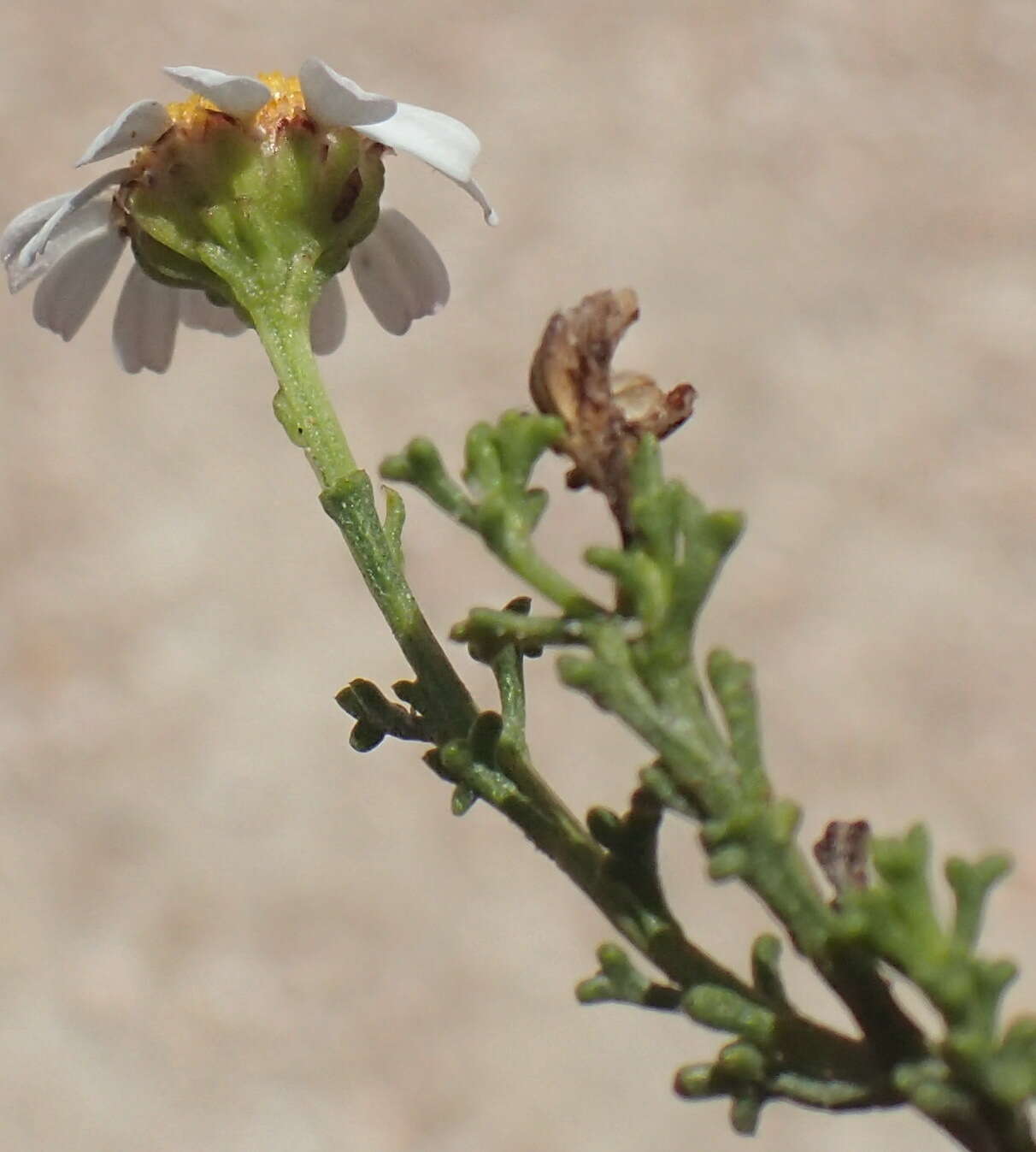 Image of Cymbopappus adenosolen (Harv.) B. Nord.